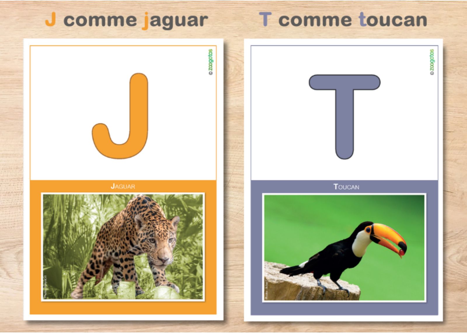 Fiches des lettres en capitales et en couleurs avec les animaux représentés par les zoogotos