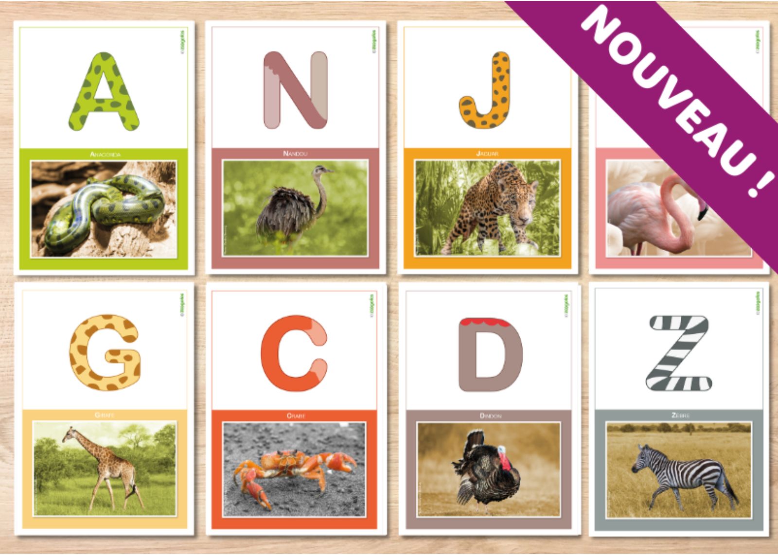 Fiches capitales aux couleurs des zoogotos