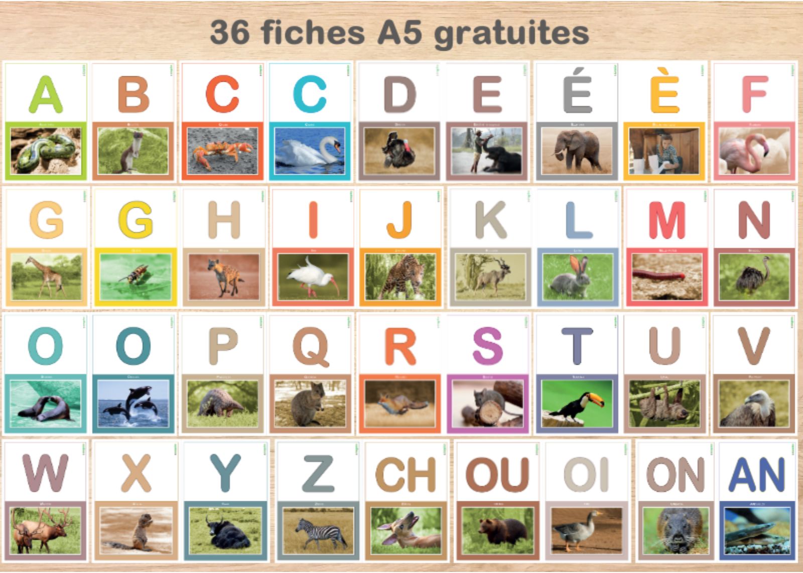 Fiches des lettres en capitales et en couleurs avec les animaux représentés par les zoogotos