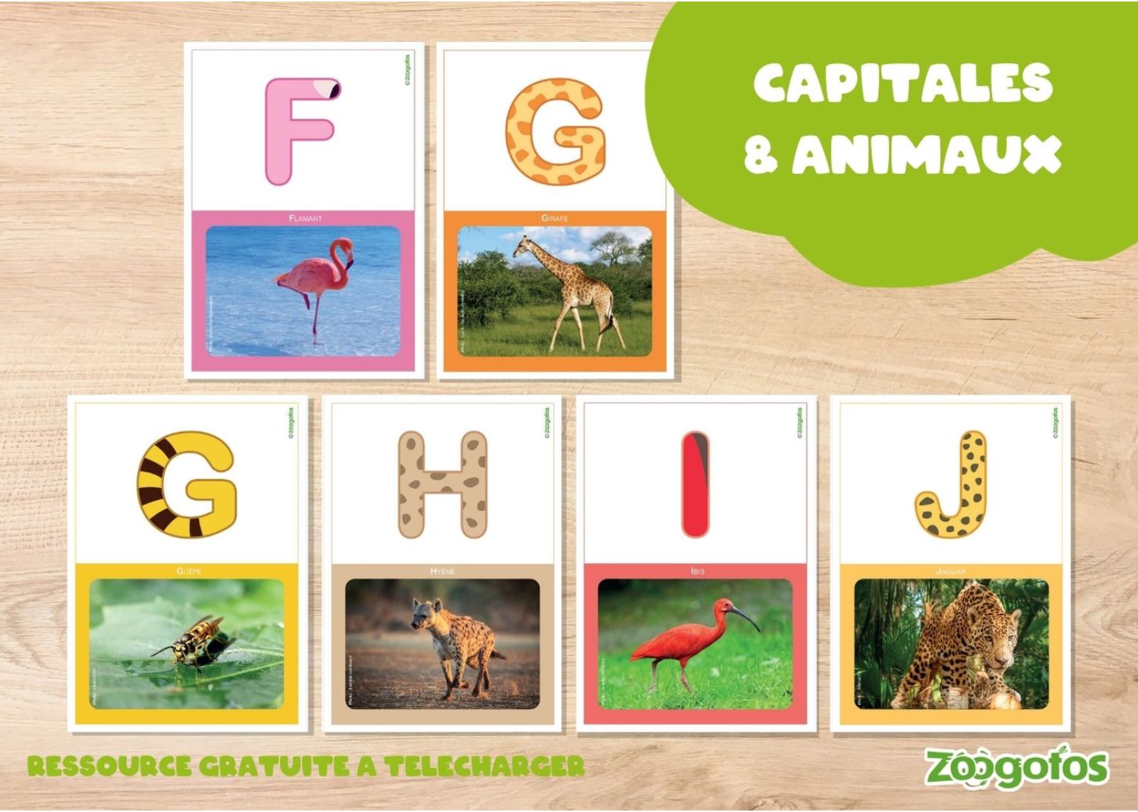 Fiches capitales aux couleurs des Zoogotos